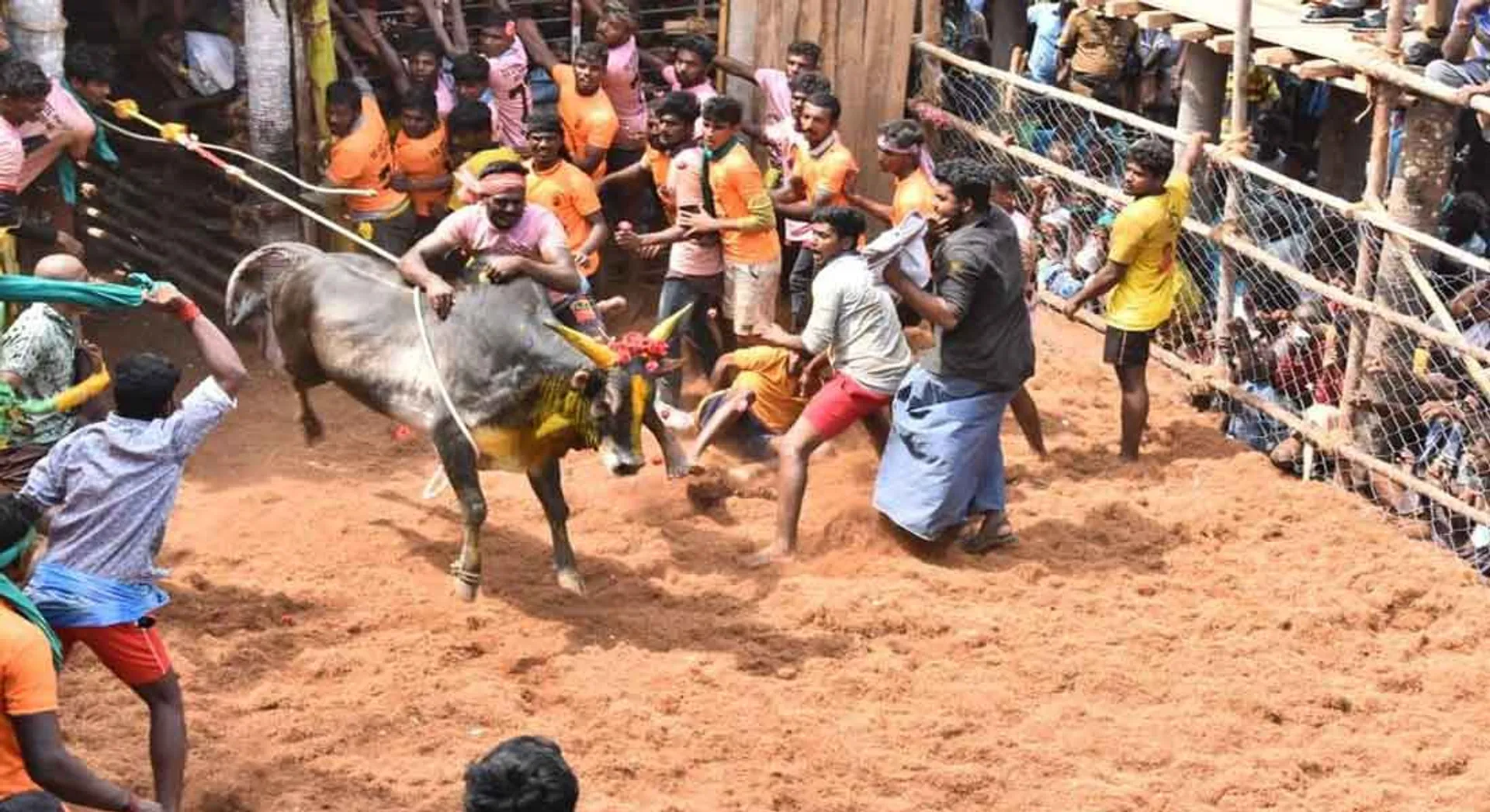  Srivilliputhur - Nedunkulam Jallikattu!