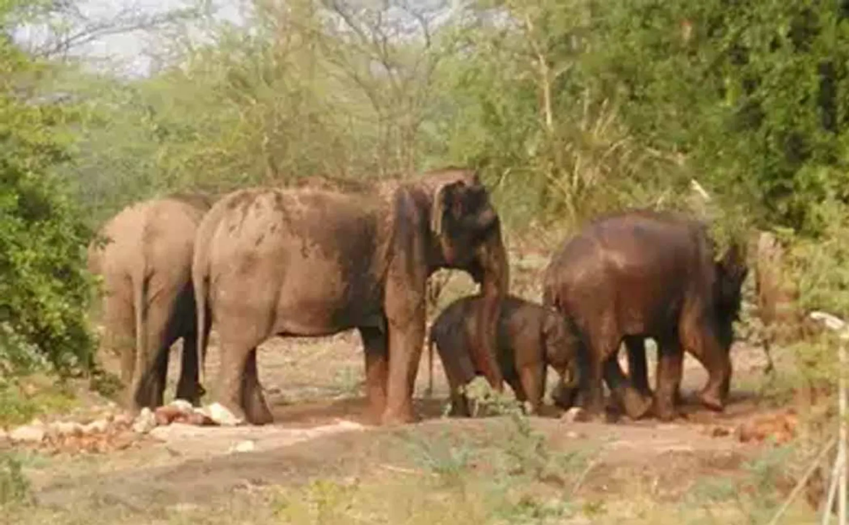 erode district sathyamangalam forest elephant incident 