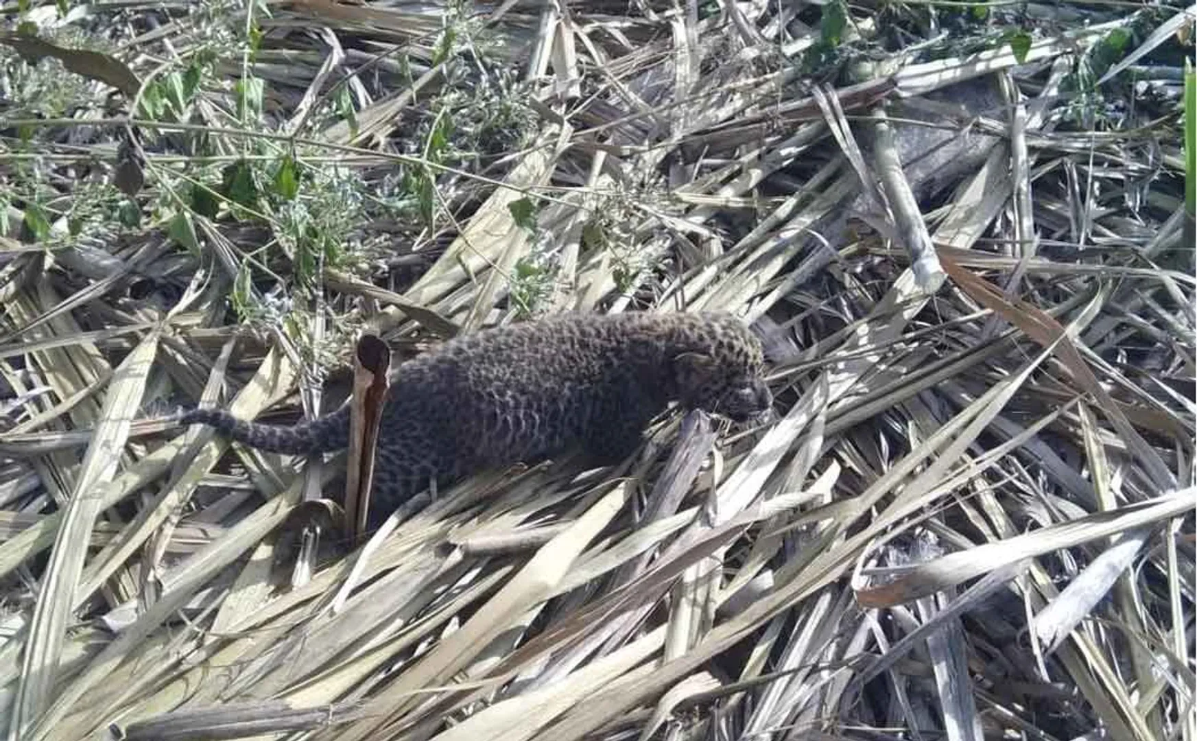  sathyamangalam forest reserved Leopard peoples shock 