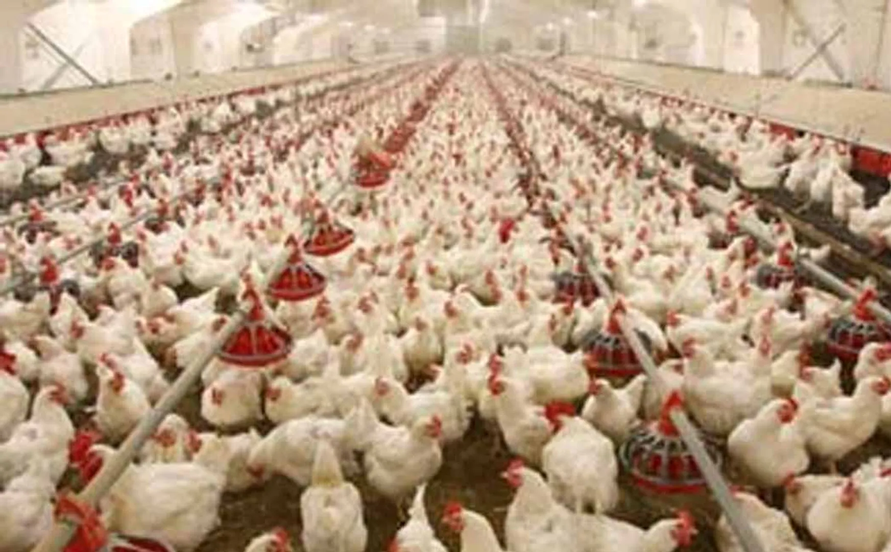usa chickens imported Livestock and Agricultural Farmers Trade Association