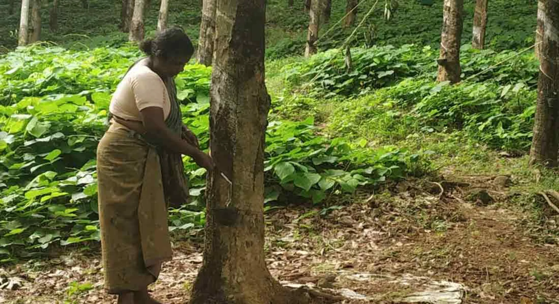 Rubber plantation Employees are talk Wage increase