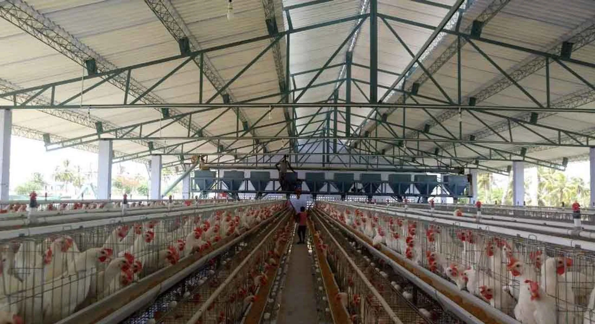 IT Raid on Poultry Farm in Namakkal