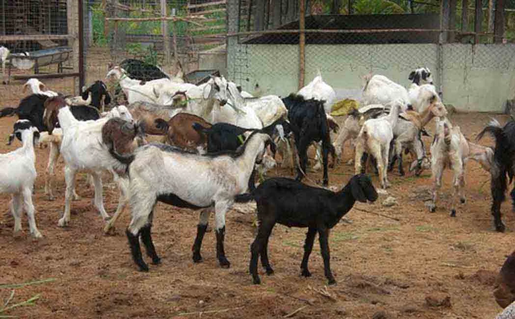  Confiscation of spoiled mutton fssai officers raid in salem district 