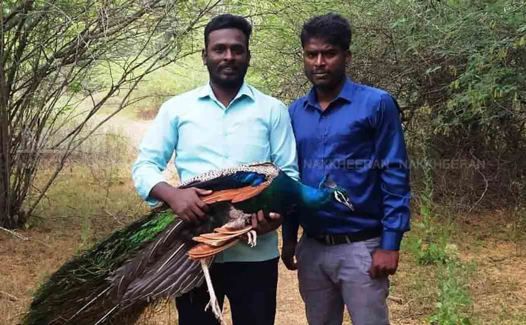 thanjavur district vilailmalai peacock incident youngsters 