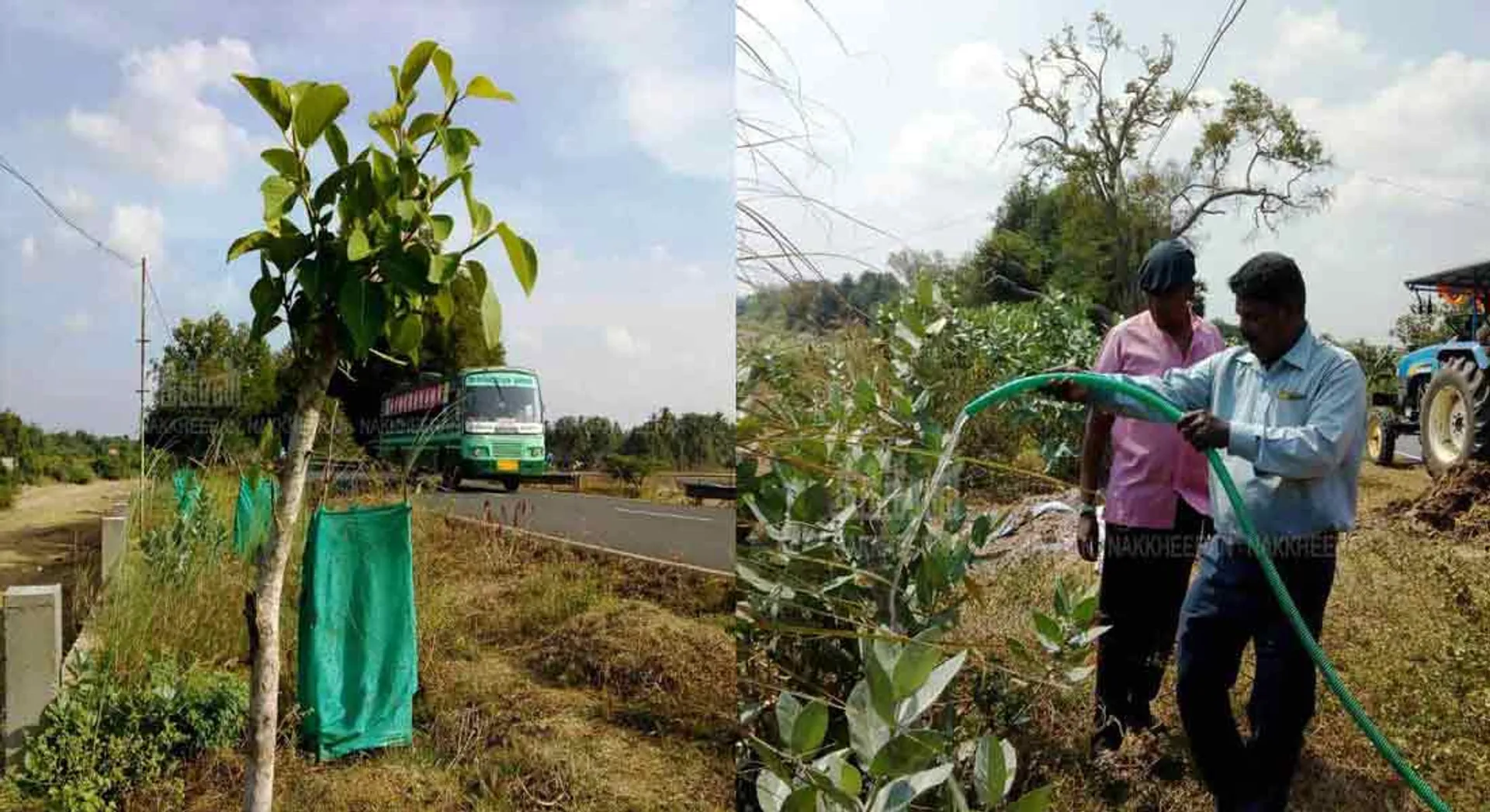  'Help save the life of 2000 struggling trees ...'