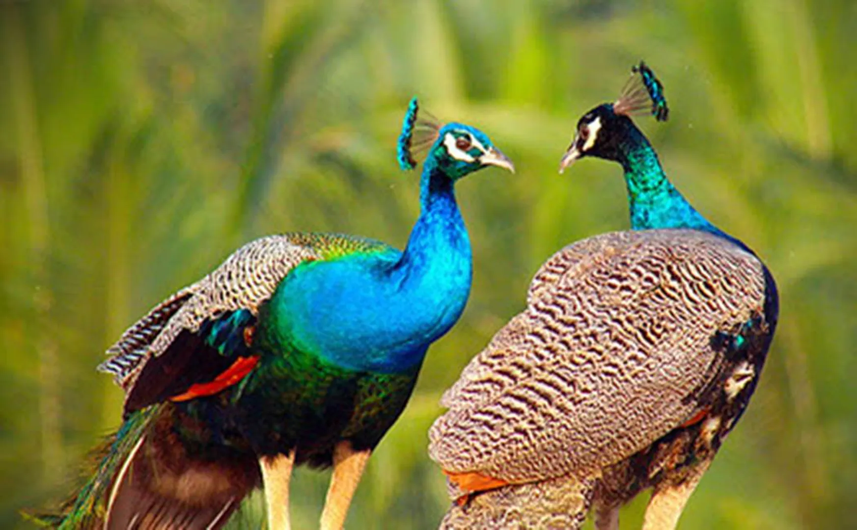   Thanjavur Peacocks issue - Indictment on Forest Service 