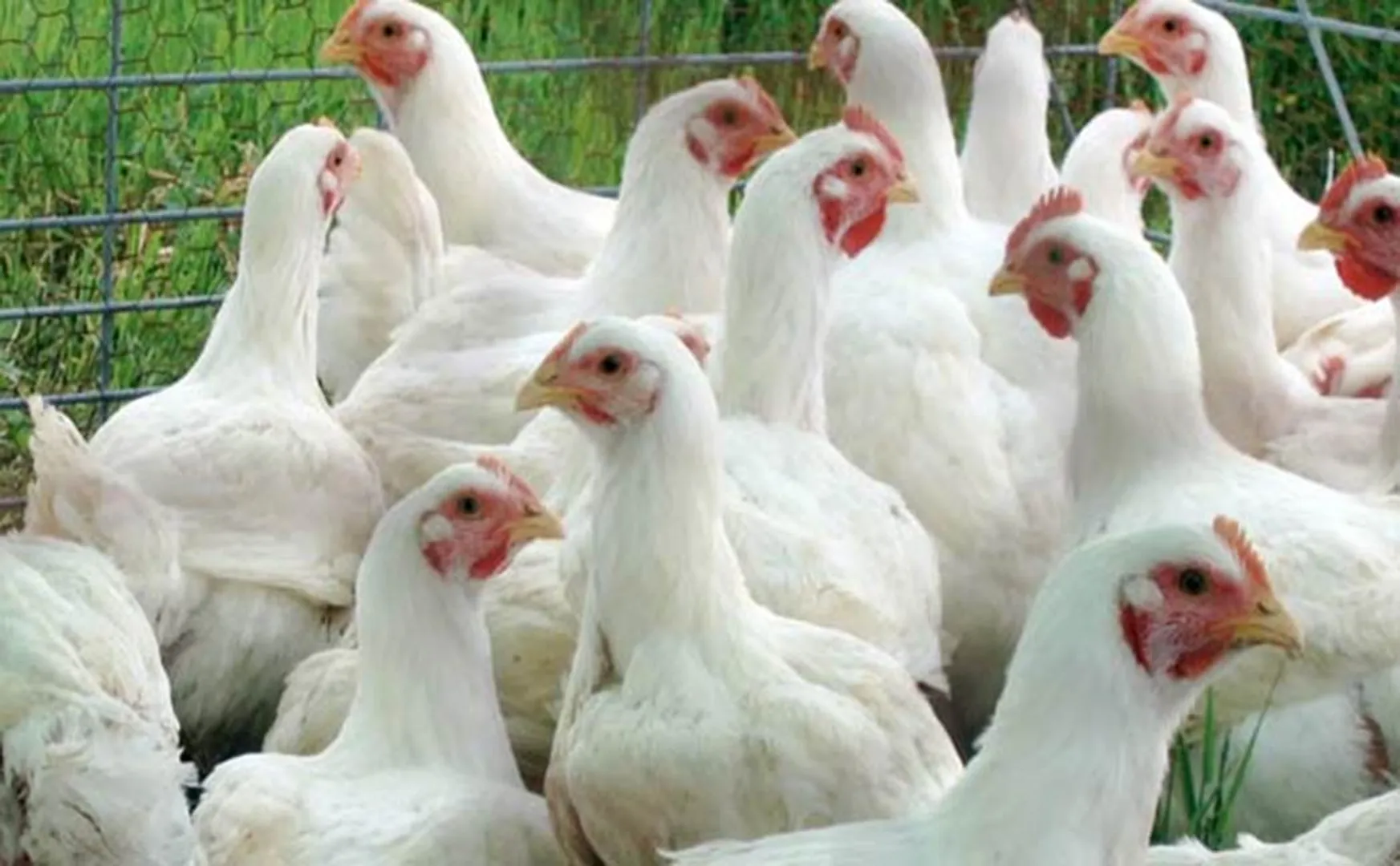 Corona virus fear - Chicken Price low 