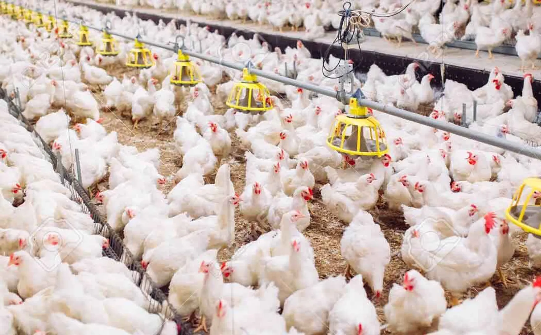 KERALA BIRD FLU TAMILNADU GOVERNMENT 