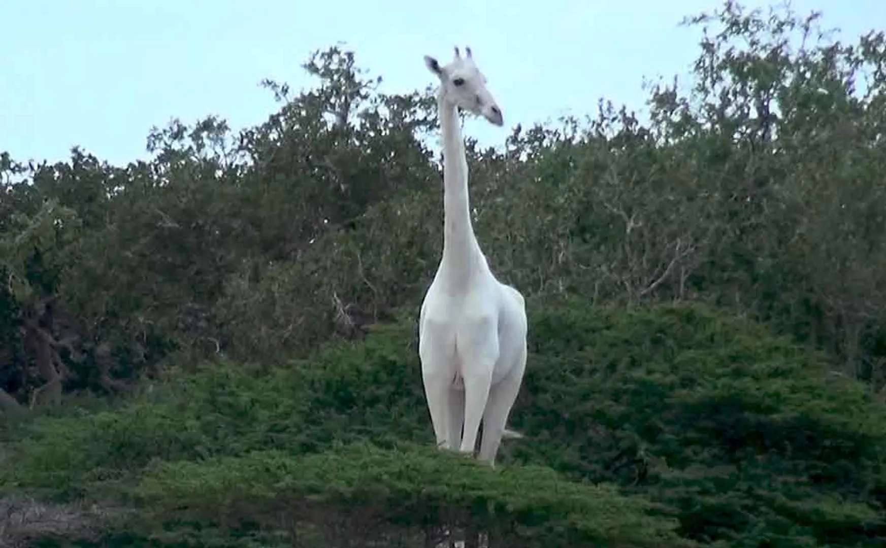 rare white giraffe near extinction