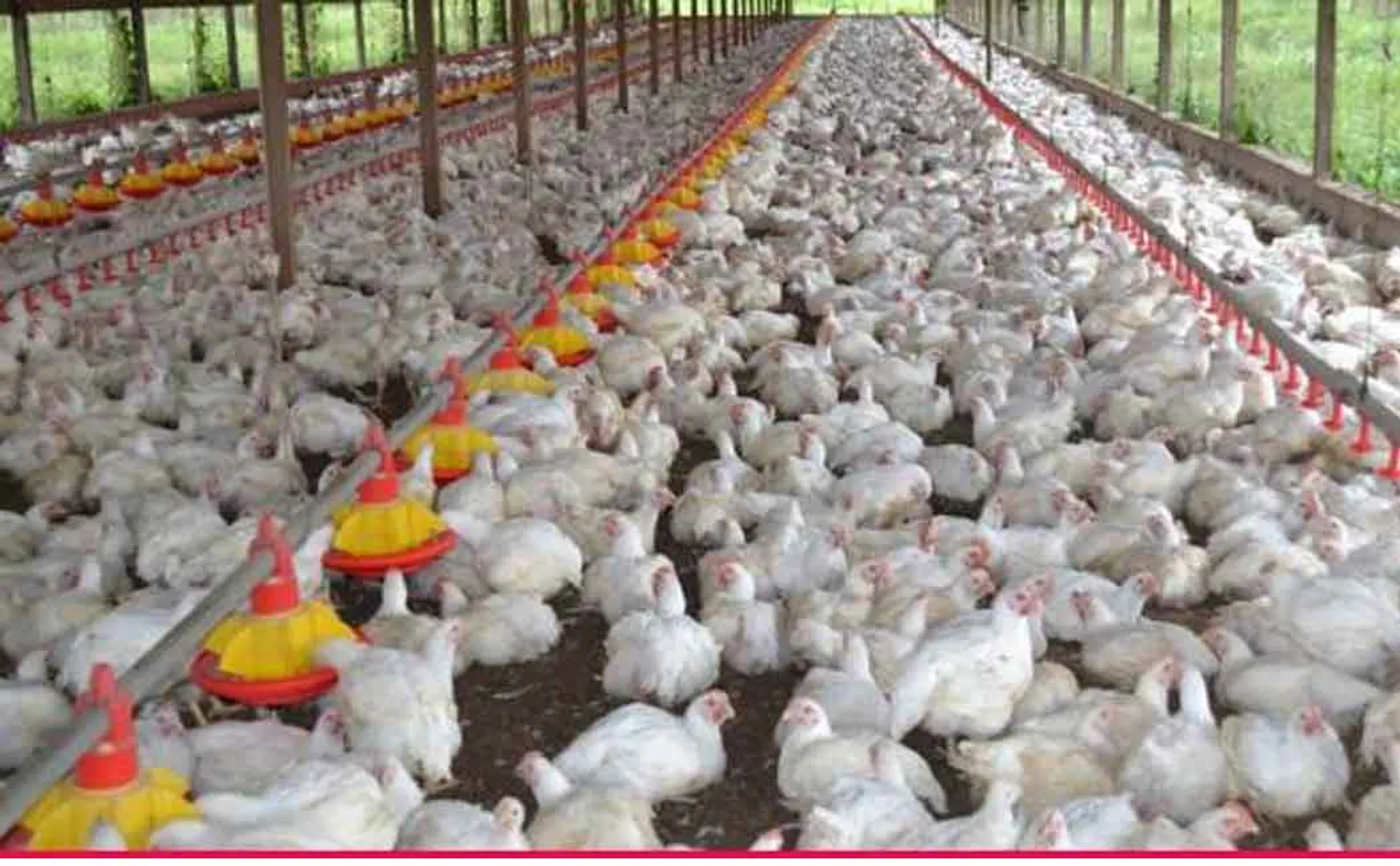 coronavirus, blue flu chicken sales and low salem, namakkal districts business affected