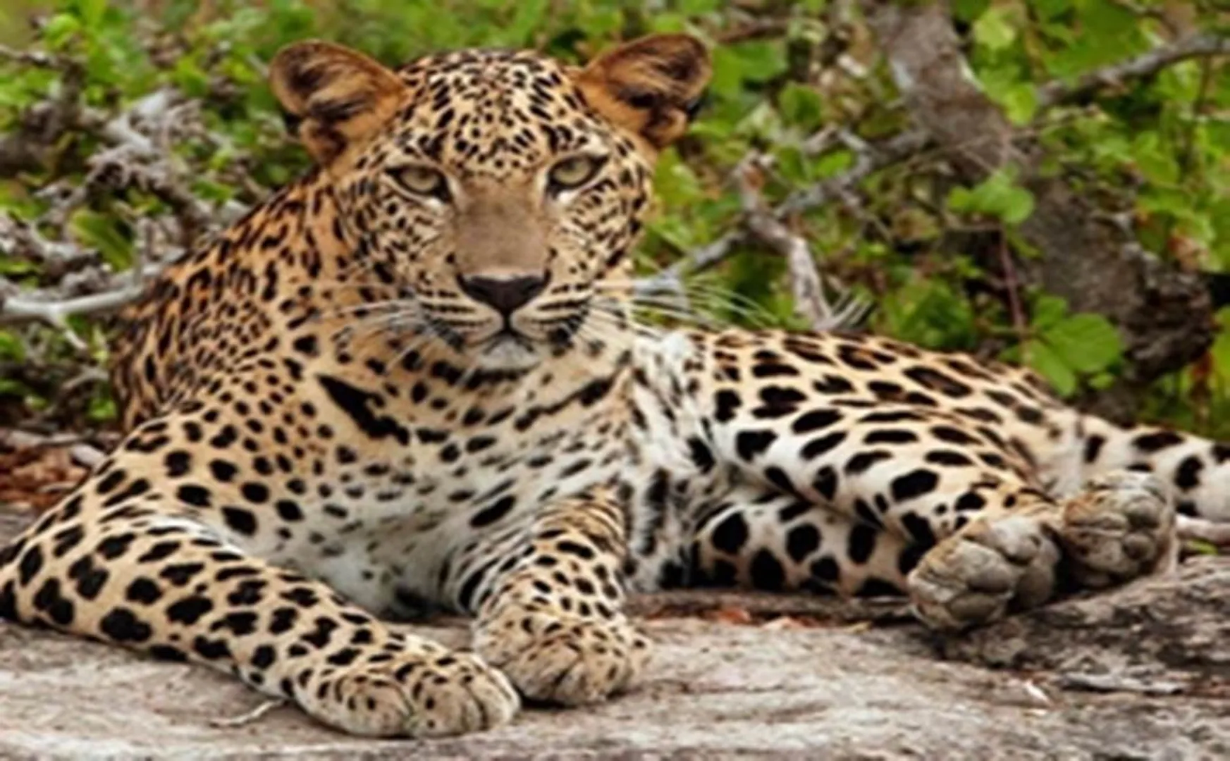 Sathyamangalam incident - Leopard-Dog issue 