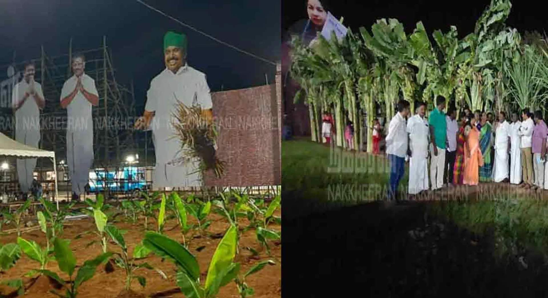  Banana, sugar cane, paddy field, created to welcome Edappadi