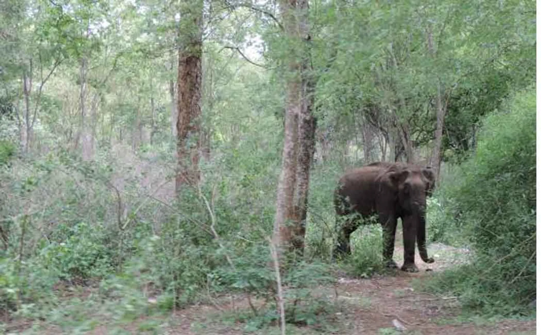 ERODE FOREST AREA ELEPHANT INCIDENT FOREST OFFICERS 