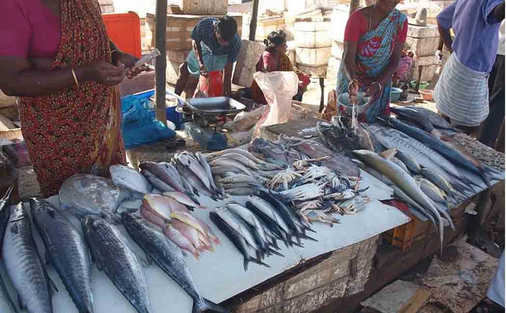 Chennai fish rate high  