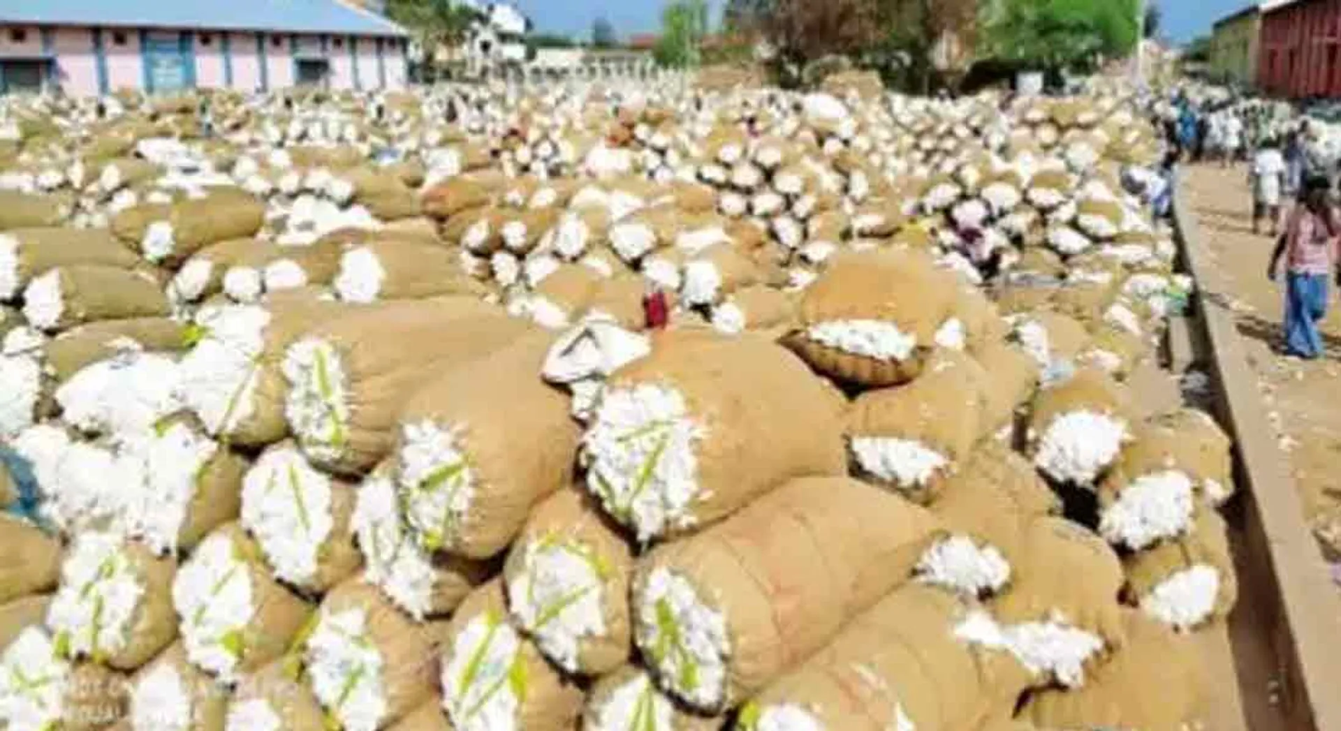  Cotton Auctions worth Rs 3.10 crore at Attur Co-operative Society