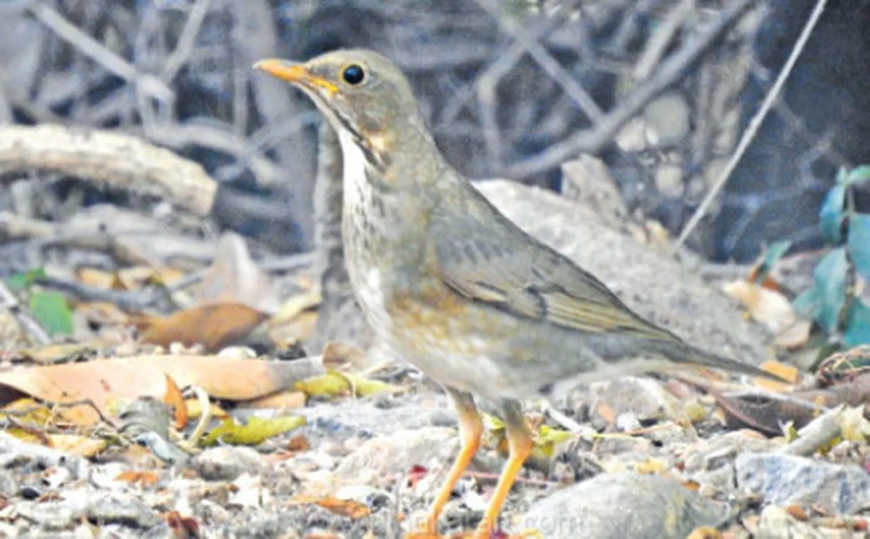 Rare type of sparrow in Salem    