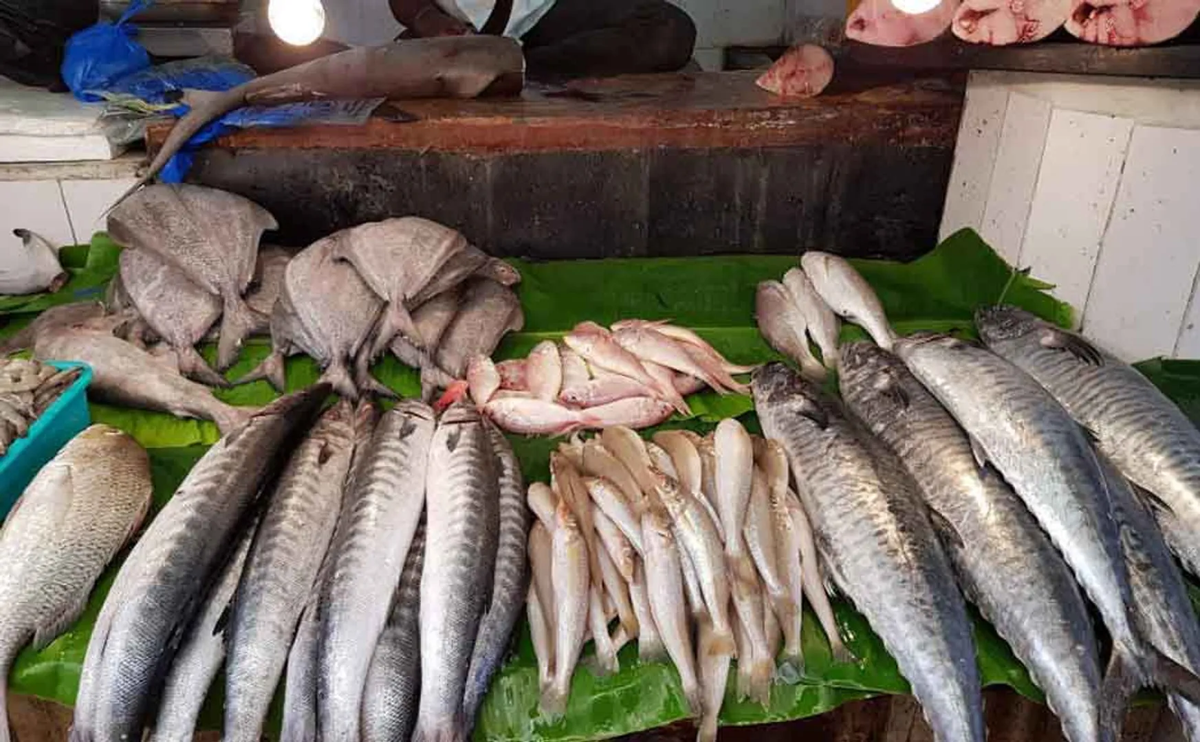 tamilnadu fish sales tn government 