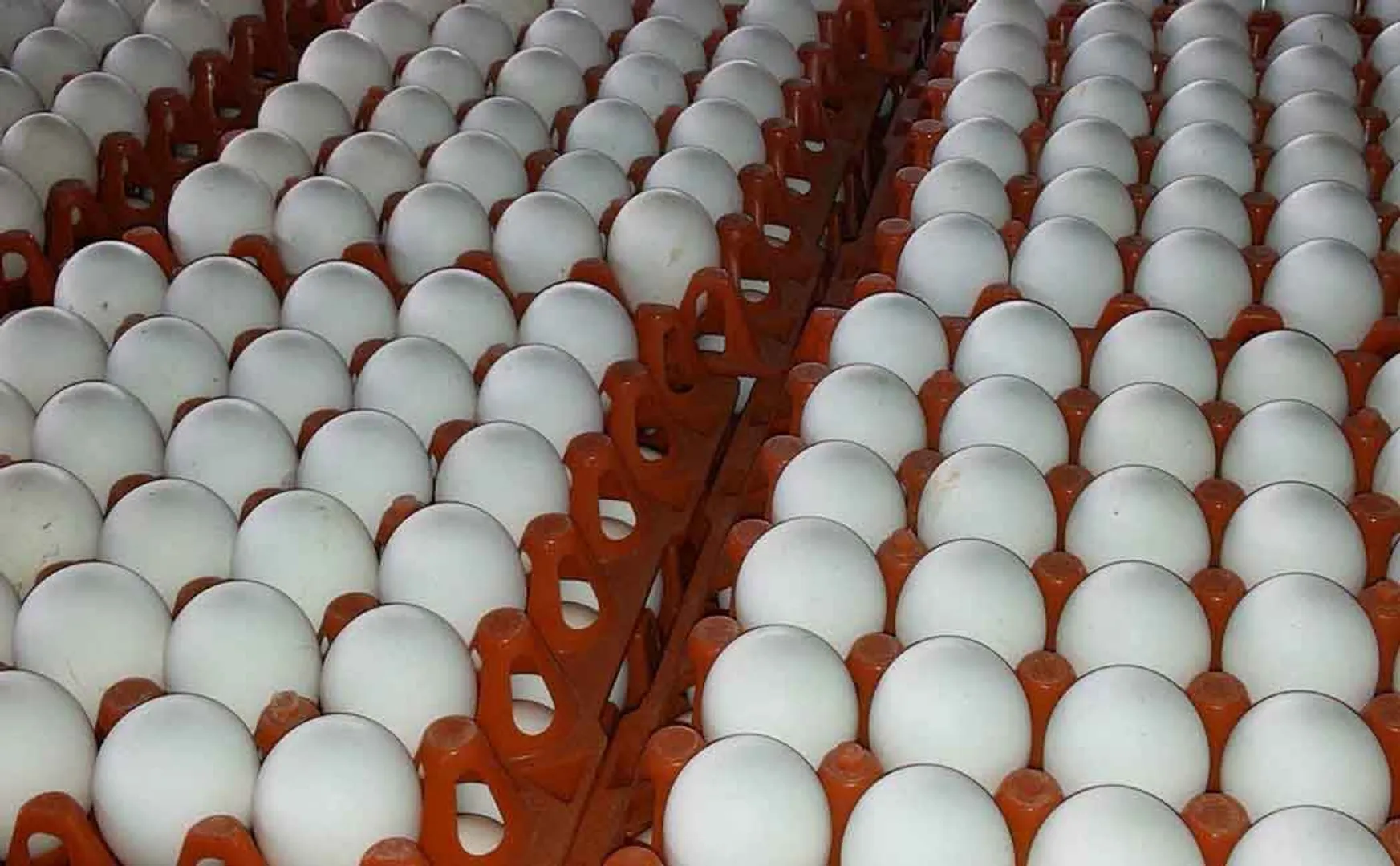 EGG PRICE NAMAKKAL PEOPLES 