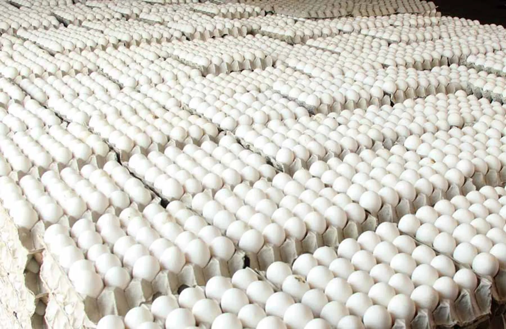 egg