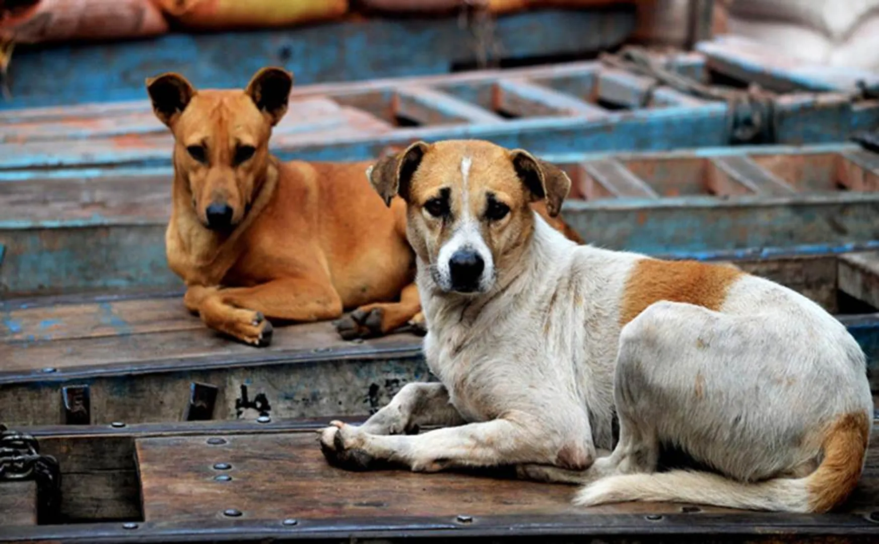 Corona virus Impact - street dog Hungry issue - person went up to former minister