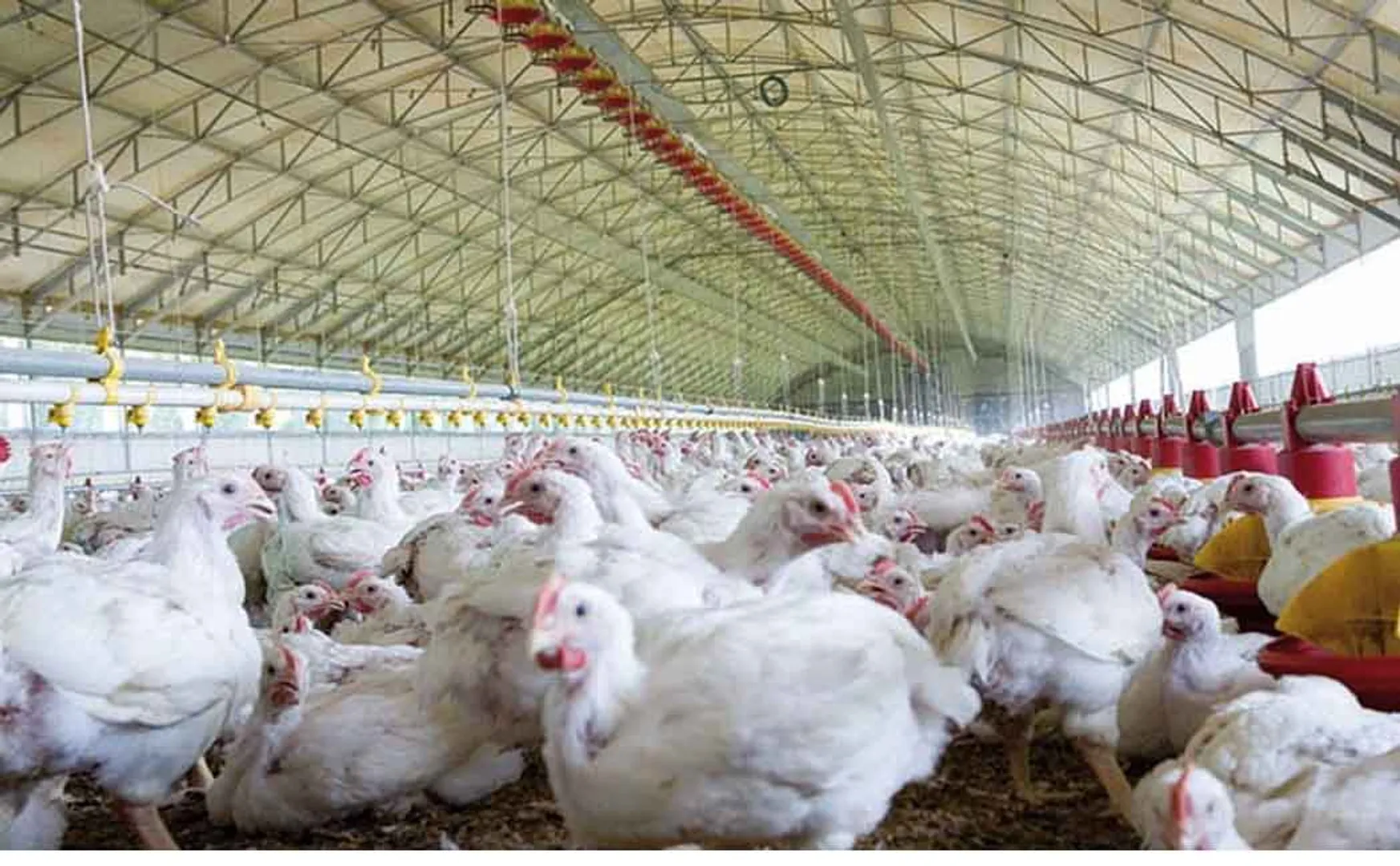 chicken eat for peoples tn government order 
