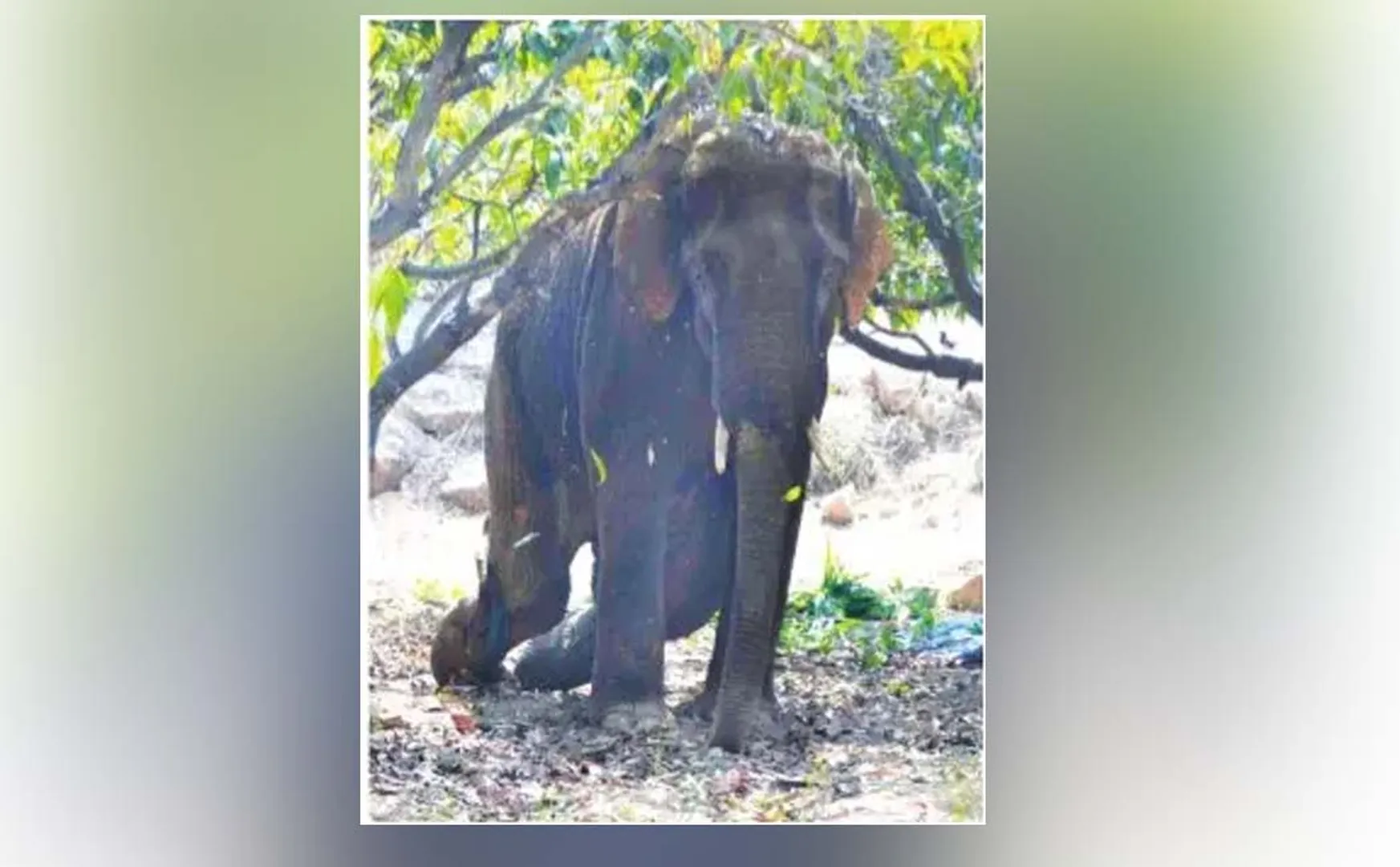 krishnagiri district elephant incident doctors and forest officers 
