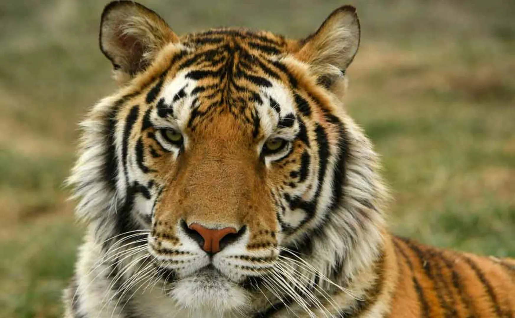 malaya tiger in usa tested positive for corona