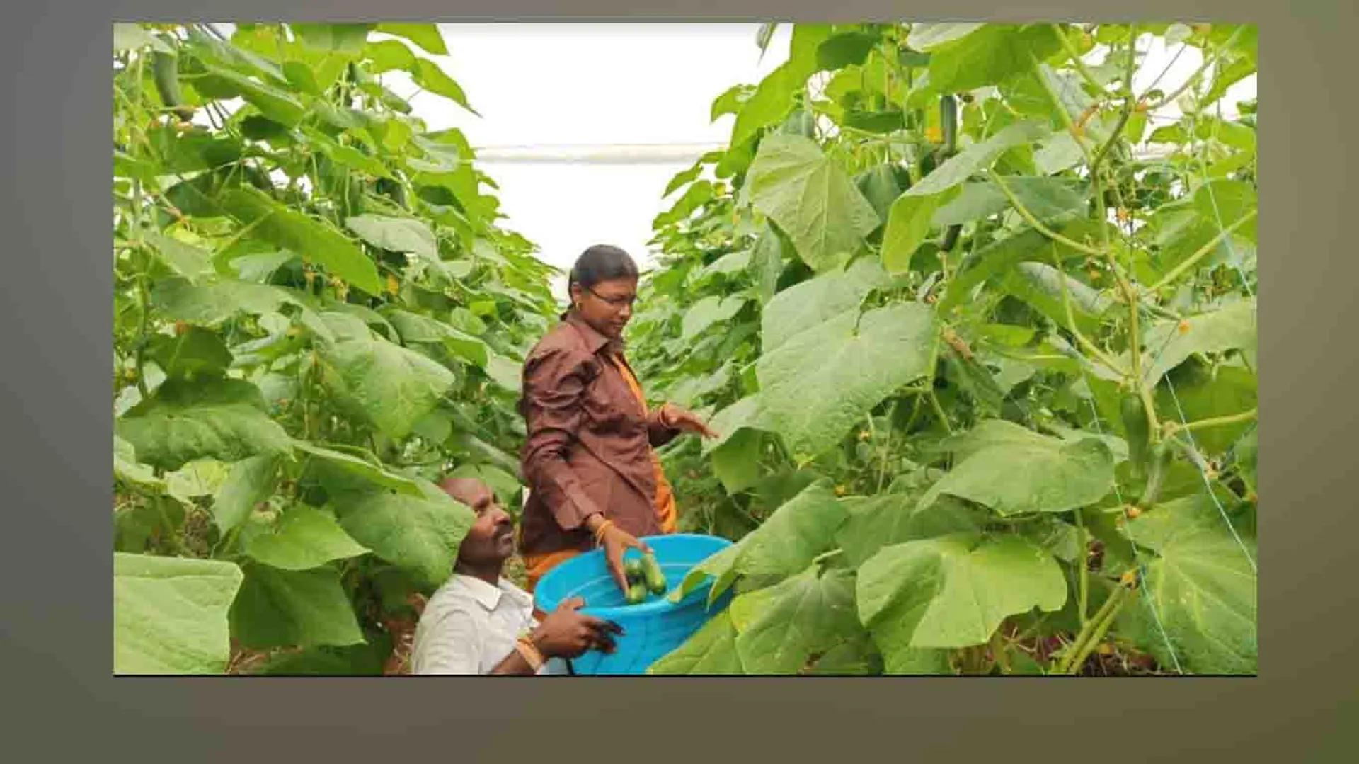 Sambar cucumber - dindigul district Farmers - 