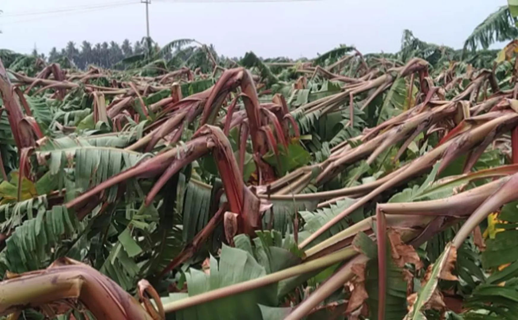  corona virus-hurricane impact - banana farmers Worried