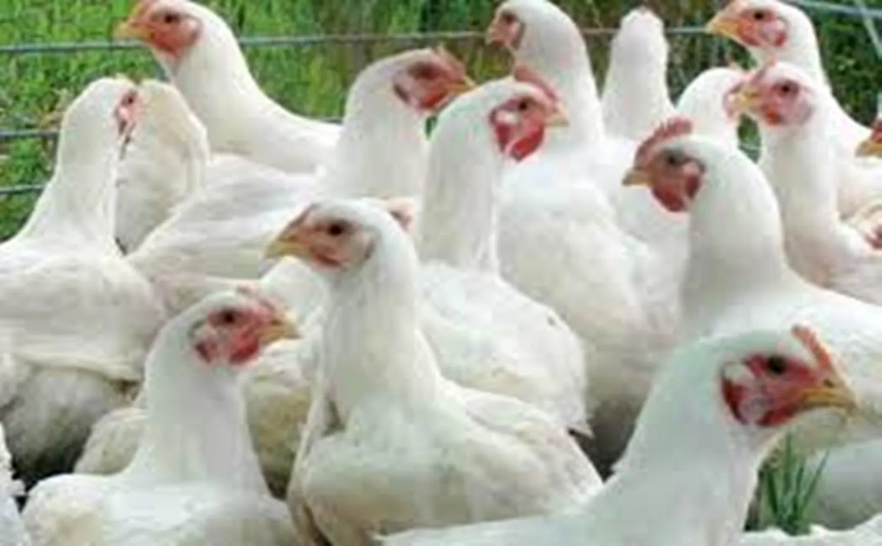 Thiruvannamalai - Meat Shop issue
