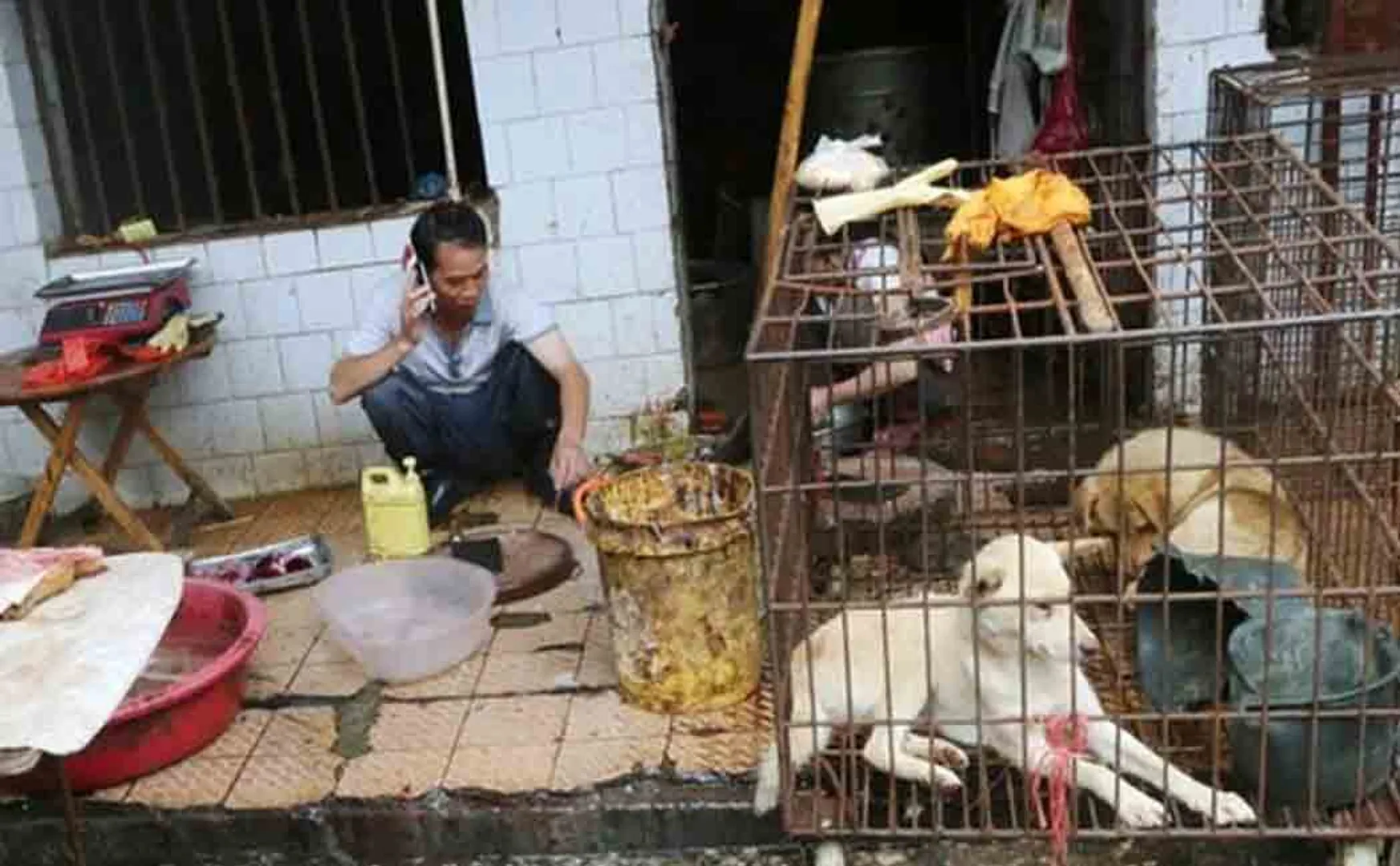 china moves dog from cattlestock to pets