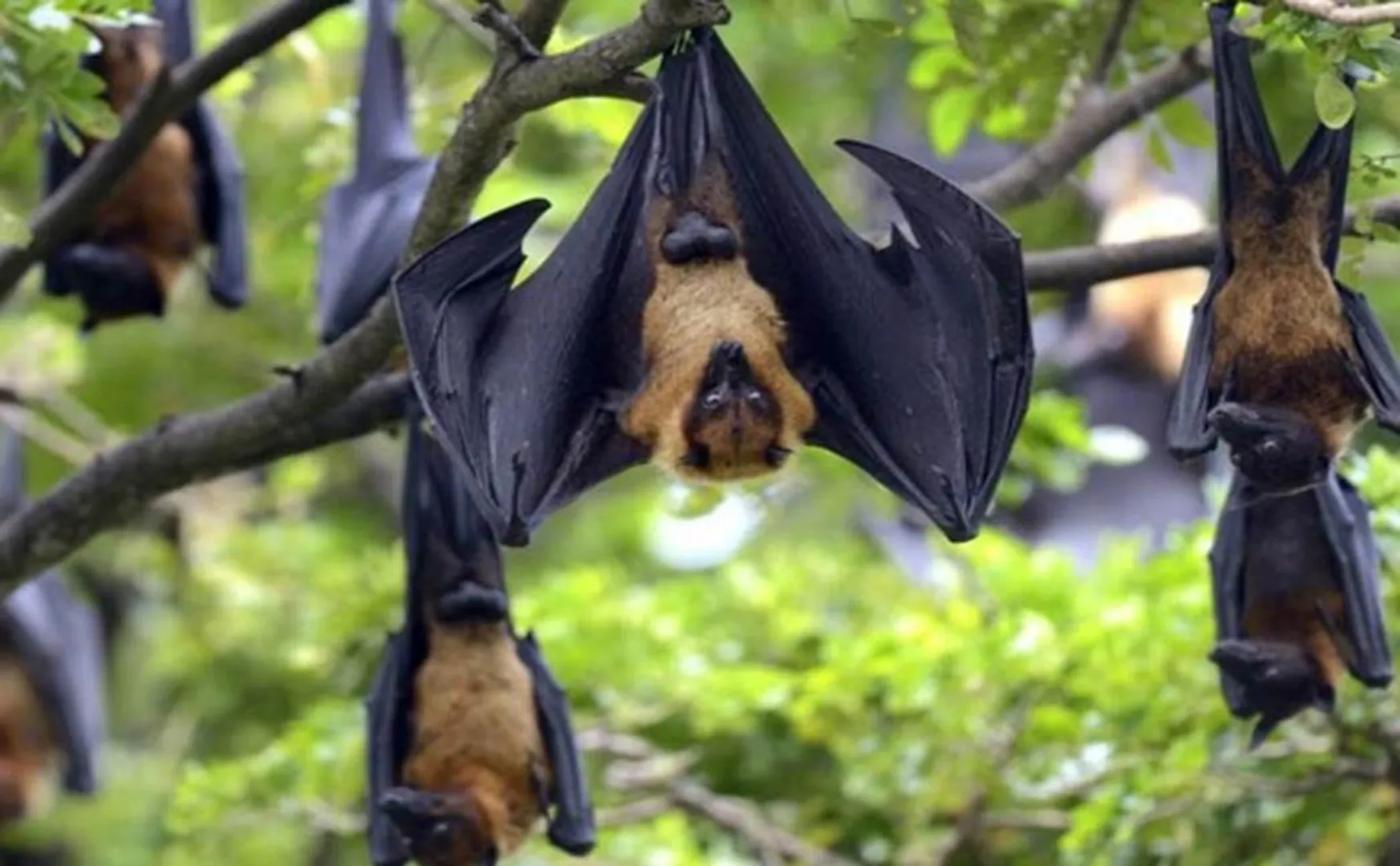 Bat - corona virus  