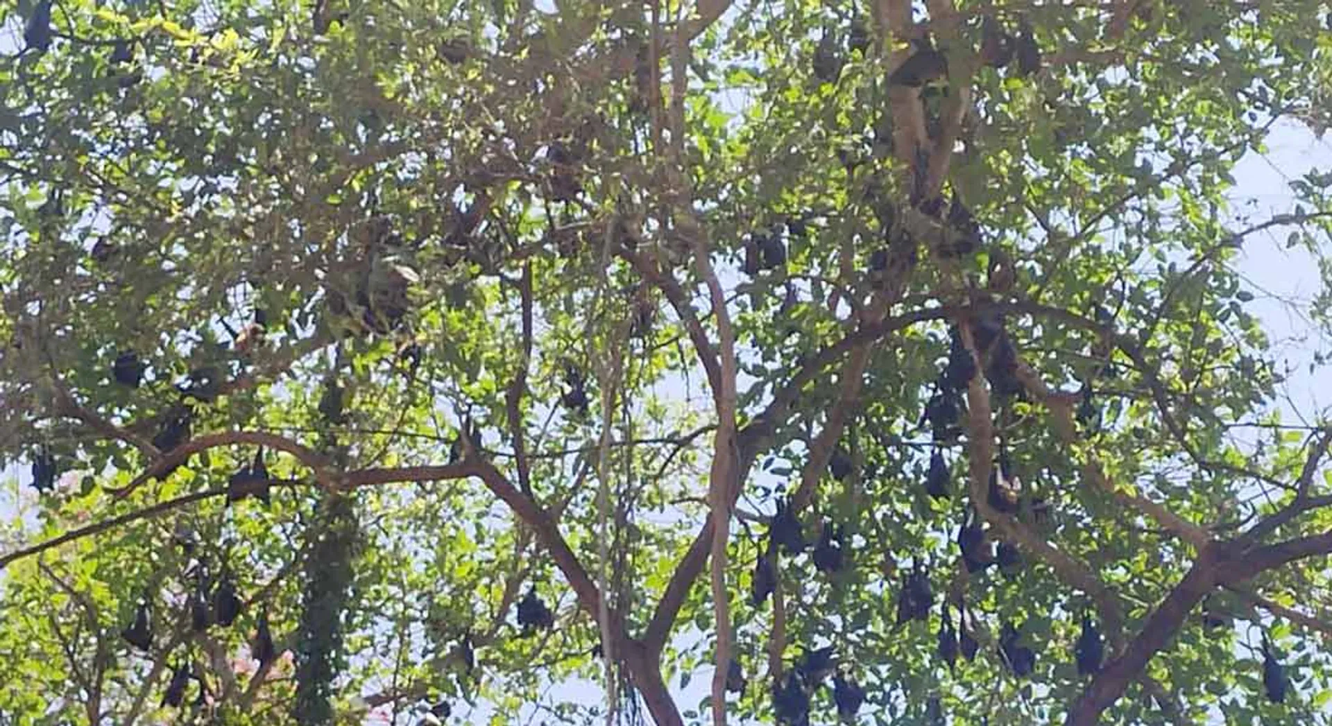 Corona for the bats of Tamil Nadu ...