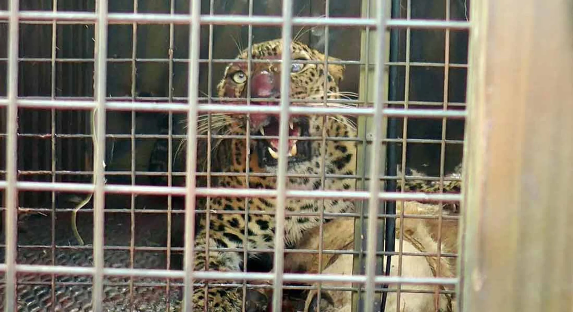  "You Against Normal Life ..." - Leopard caught in cage