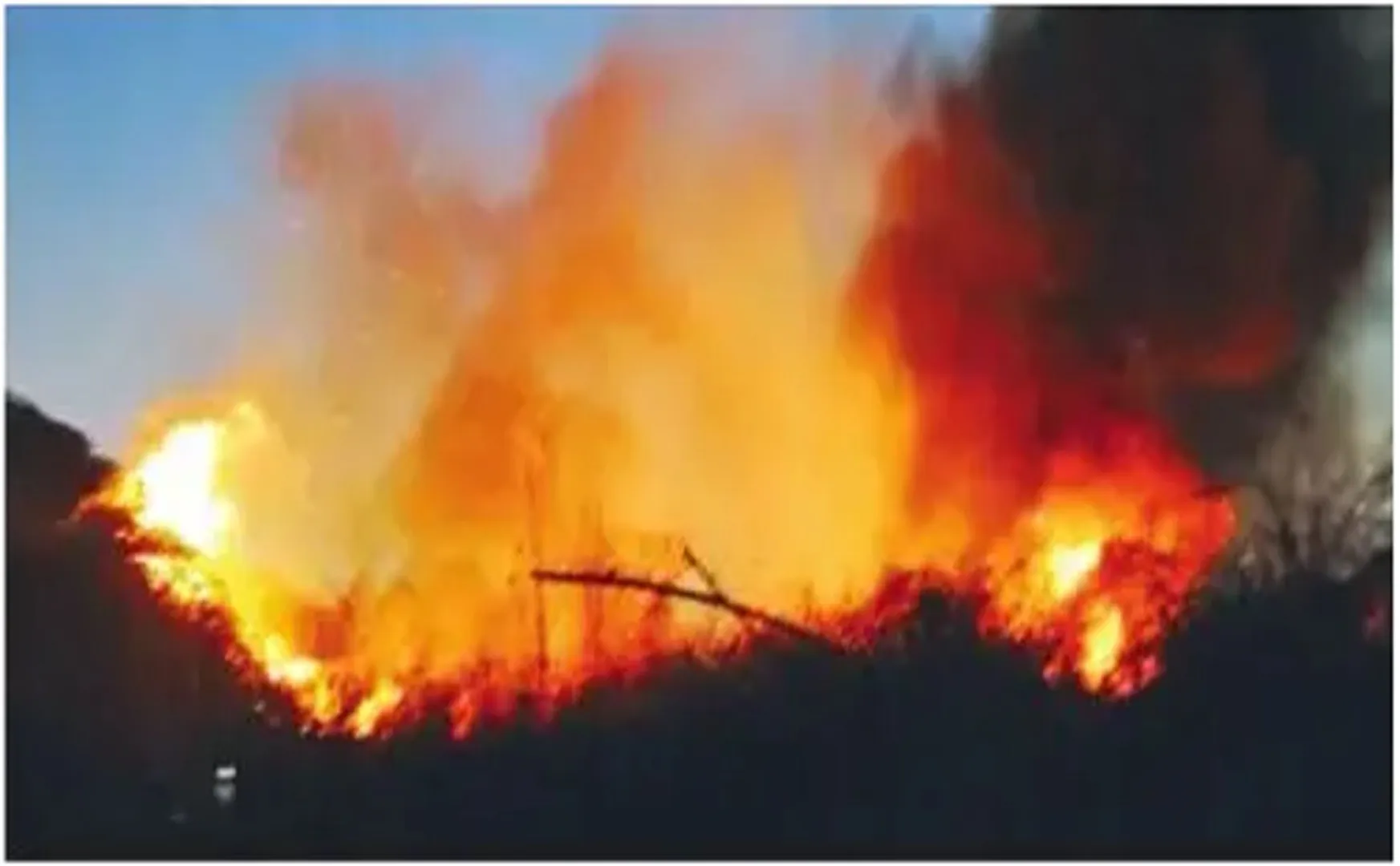 krishnagiri forest area incident 