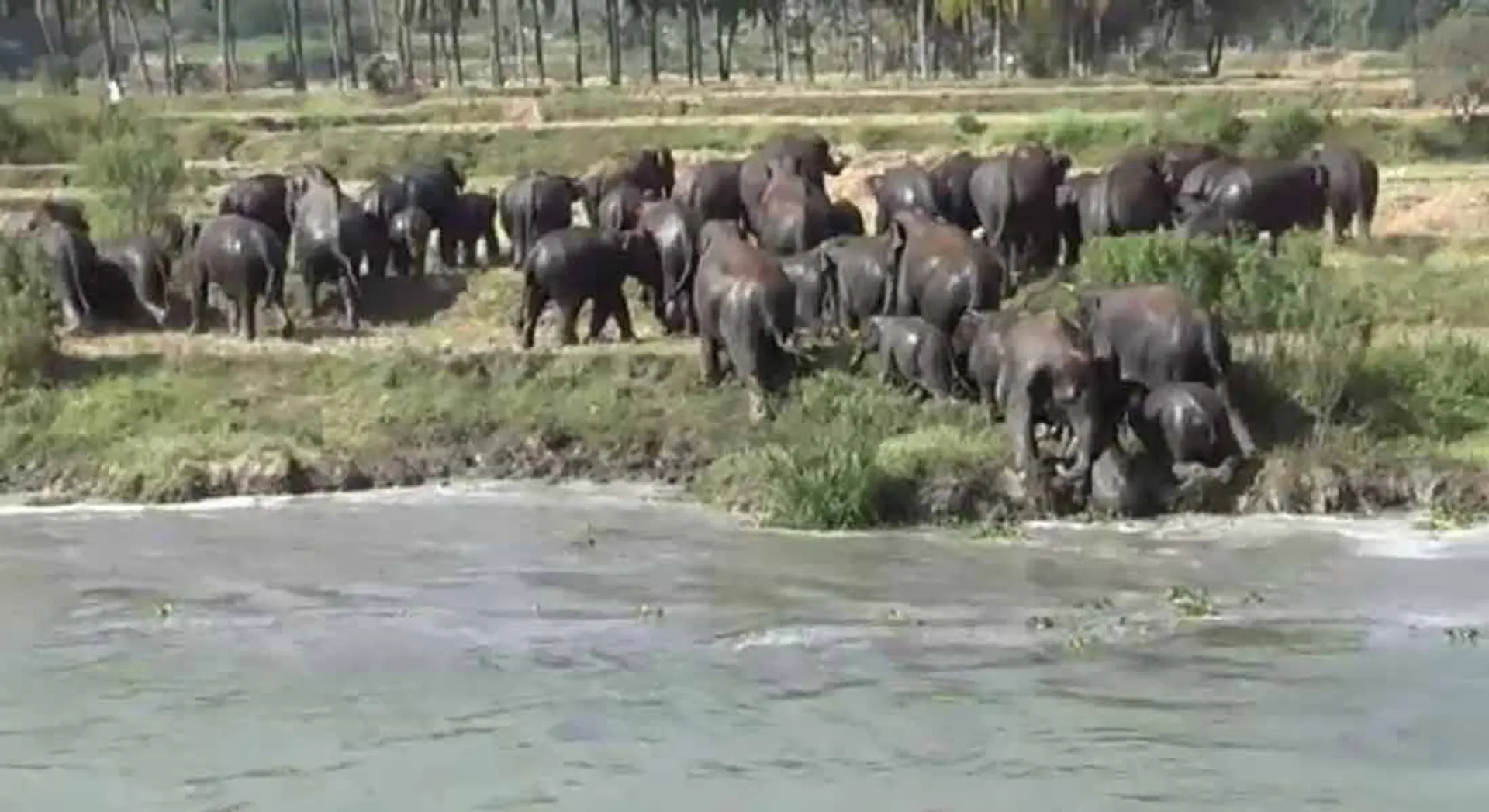 Elephants that center the Sulagiri forest; Farmers are concerned!