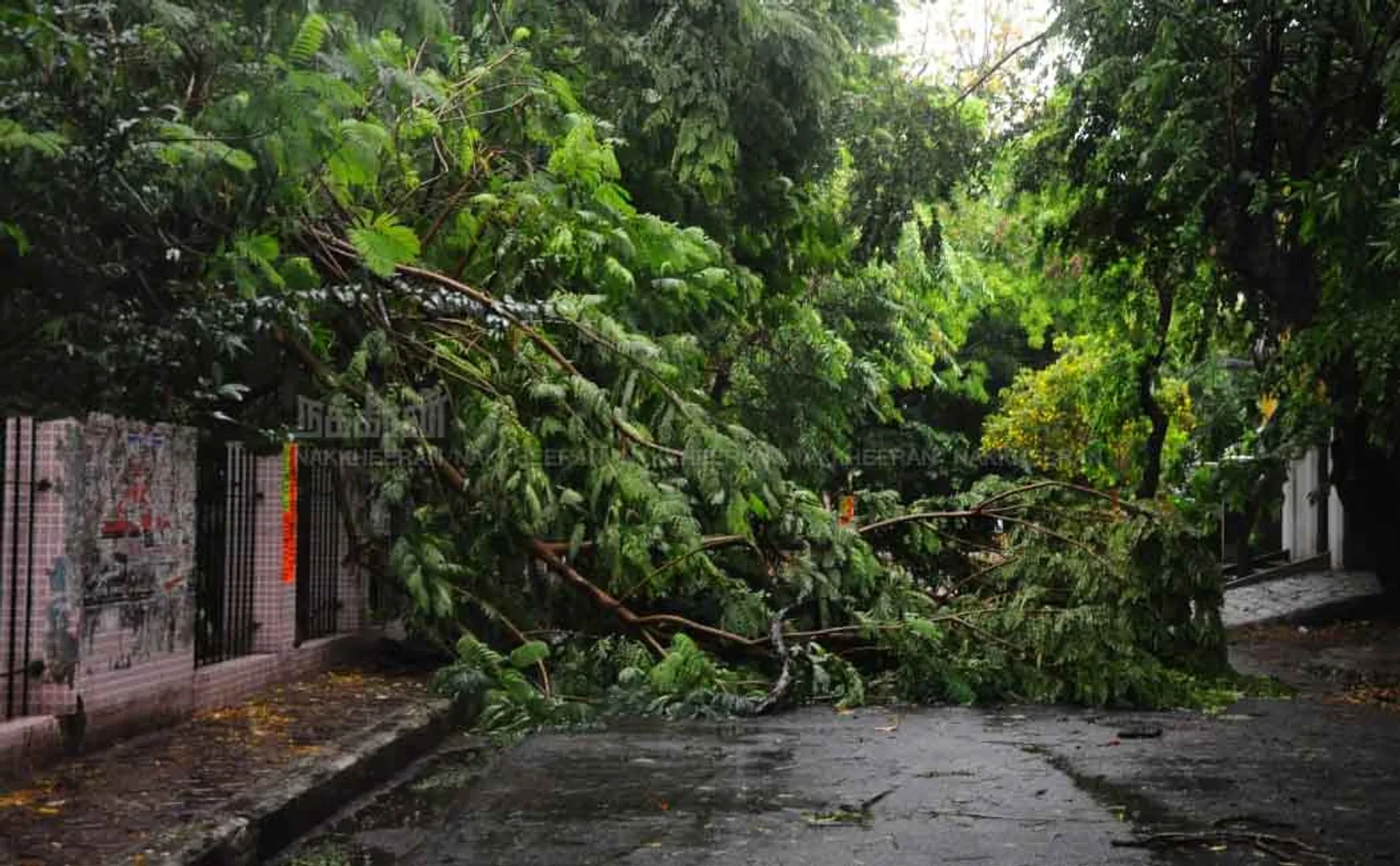  Trees collapsed on the road by heavy rain