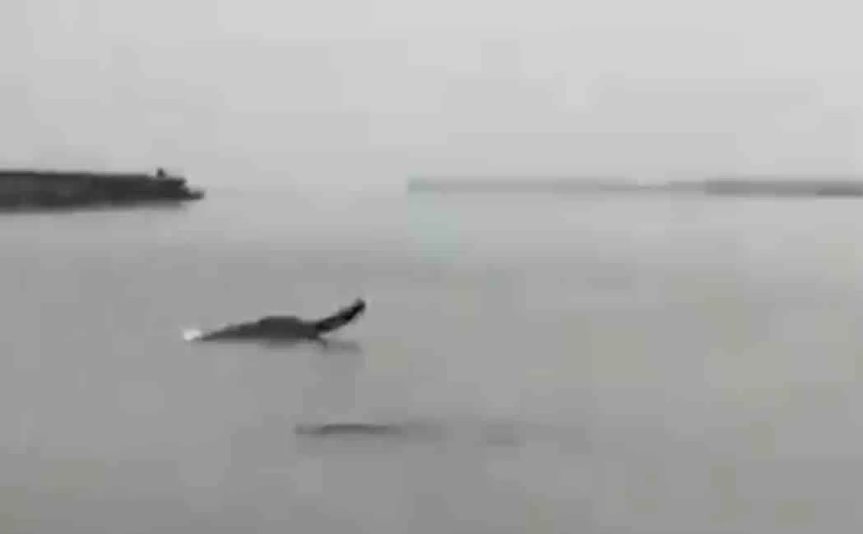 dolphin in ganges river playing