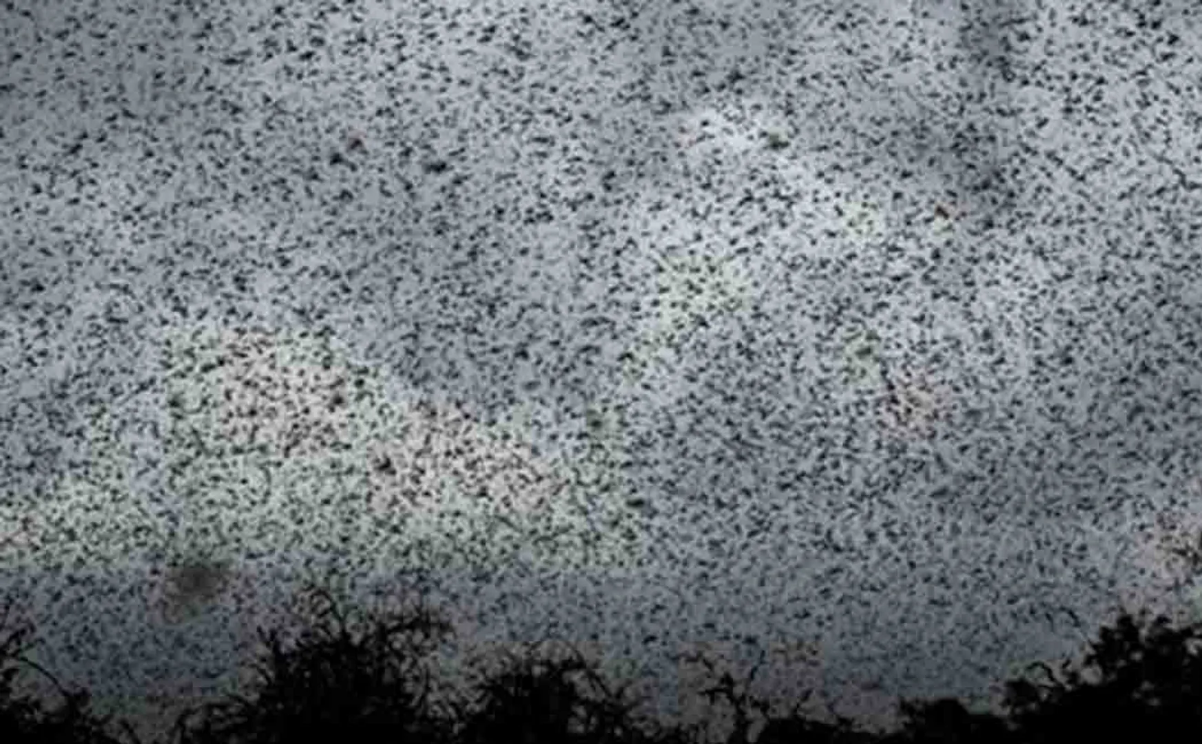 locust may return to india again