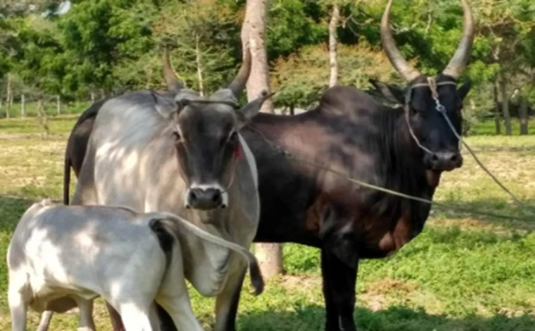 Tiruppattur incident - Cattle 