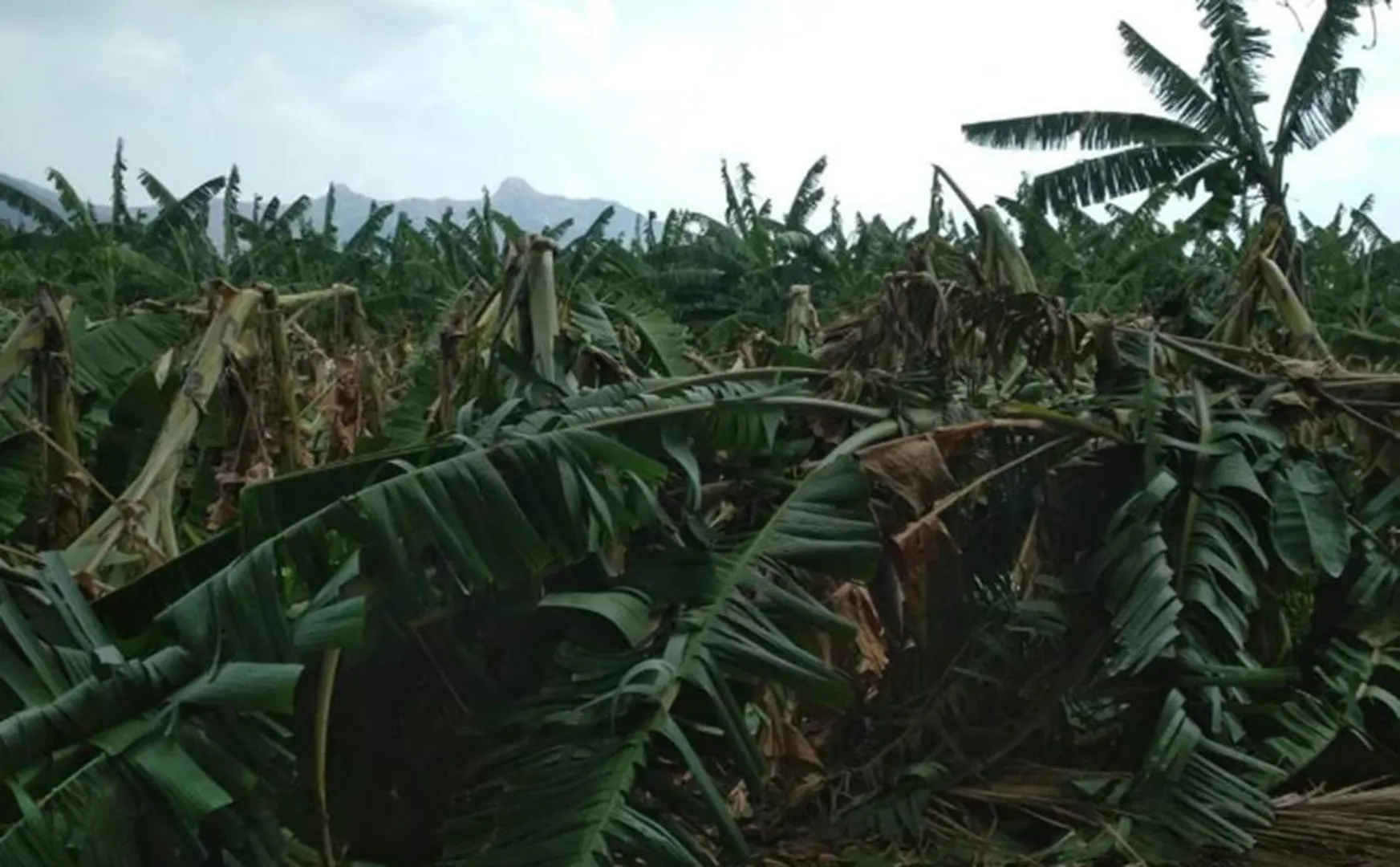 Banana farmers Worried 