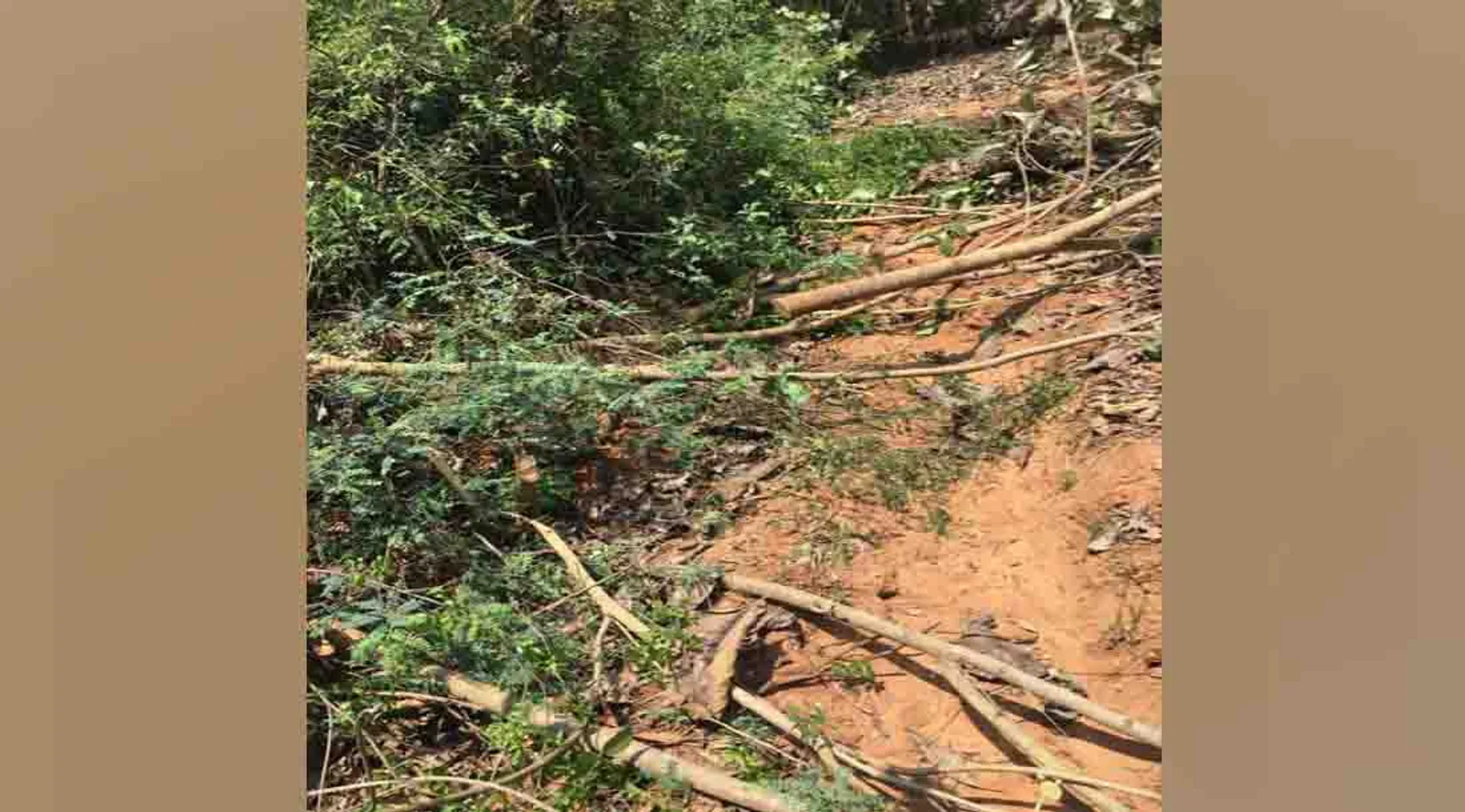trees