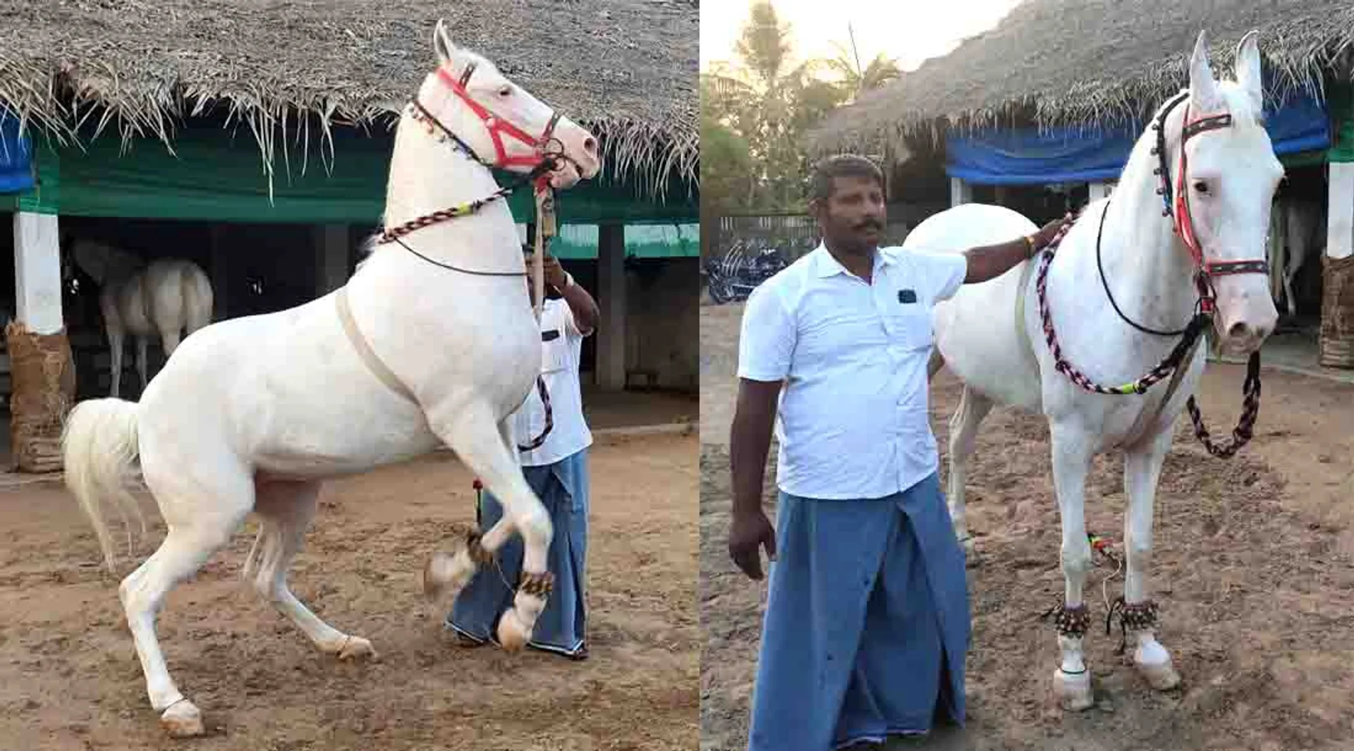 Horse 