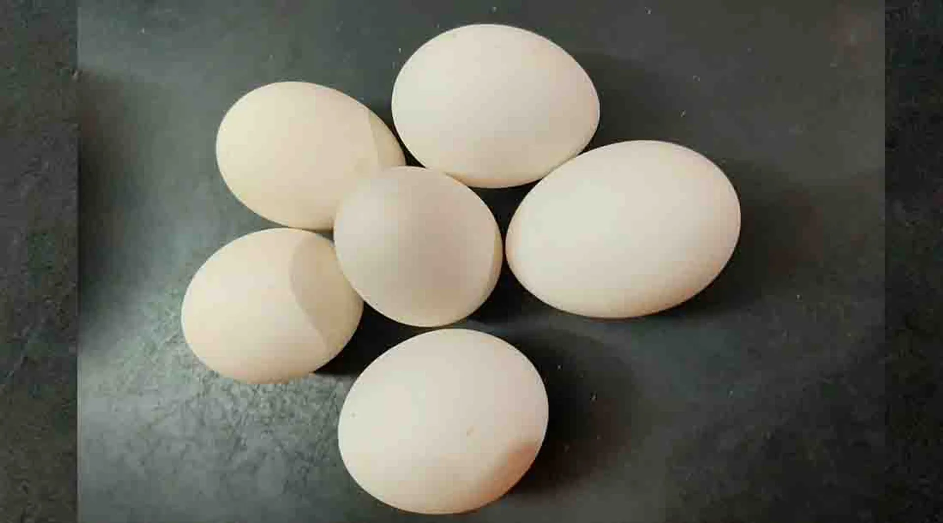  Egg