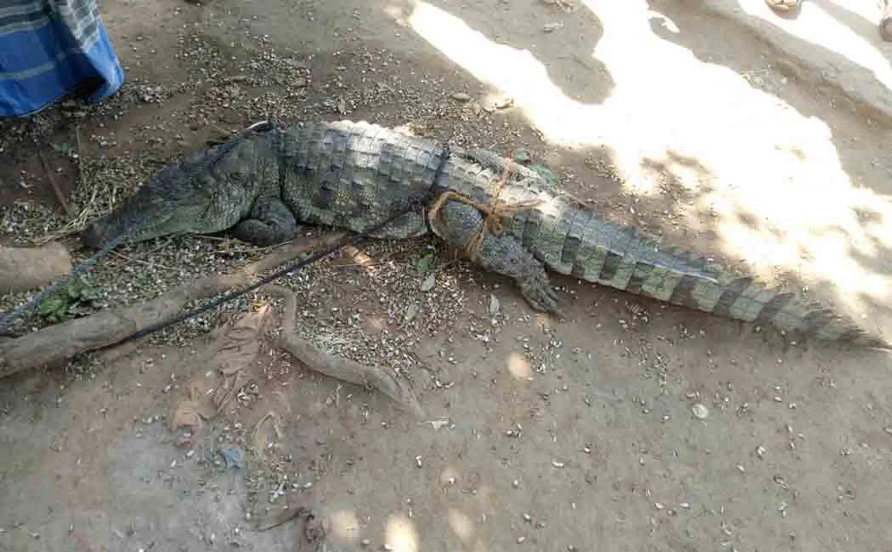 night time crocodiles peoples tn government 