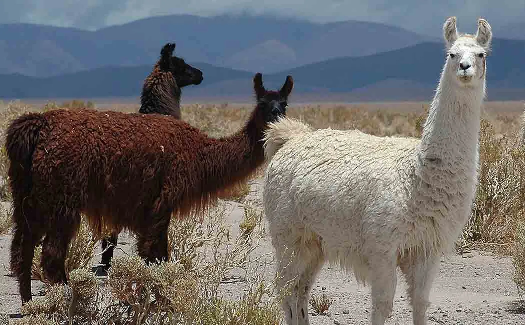 corona antibodies from llama