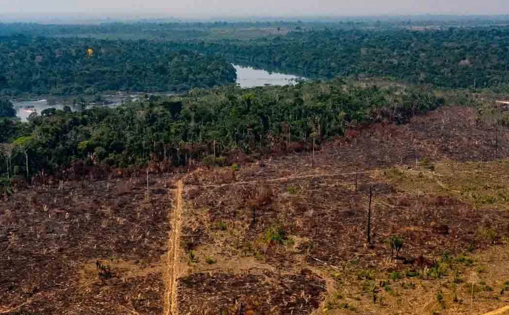 amazon deforestation fastened in corona period