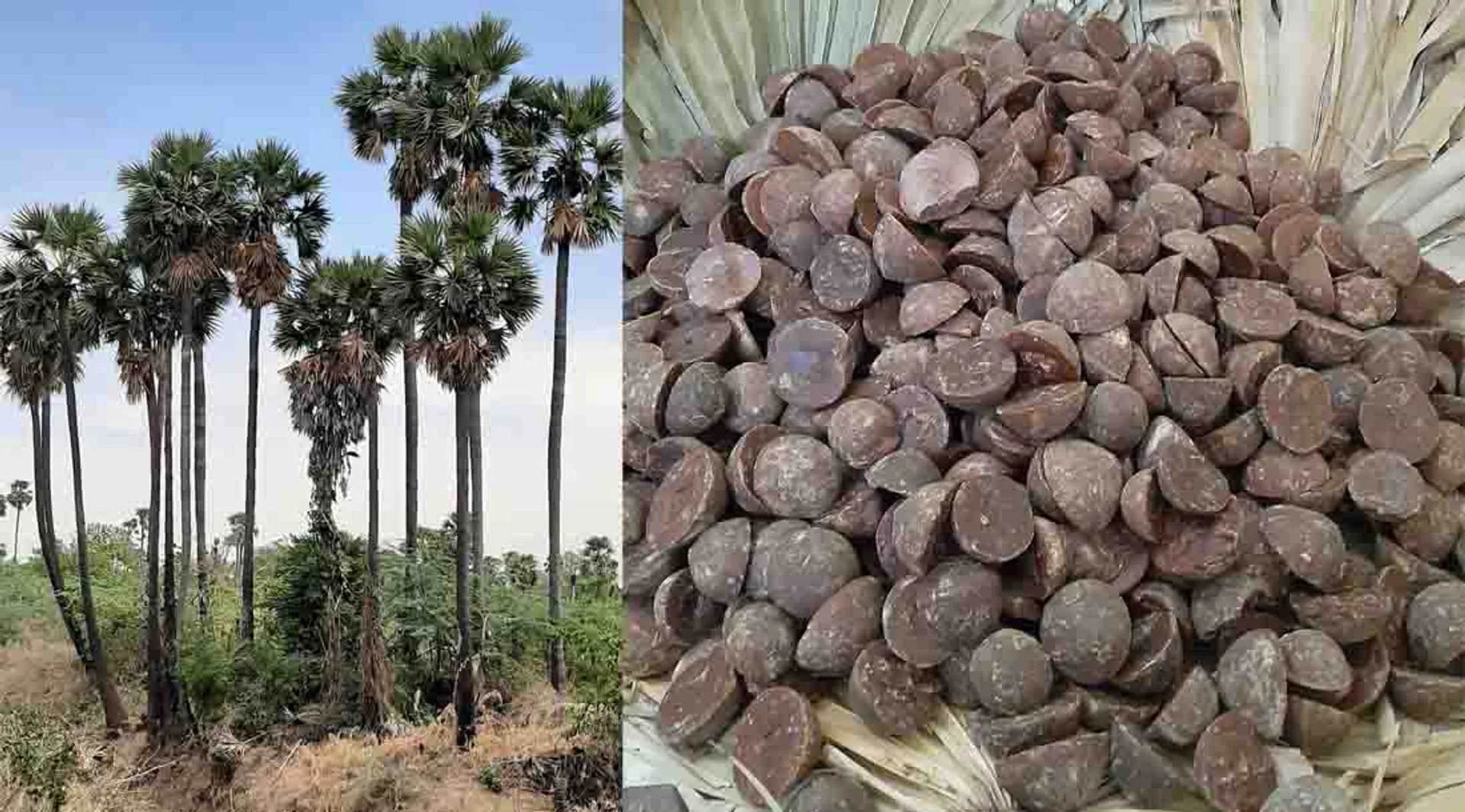  dindigul district 