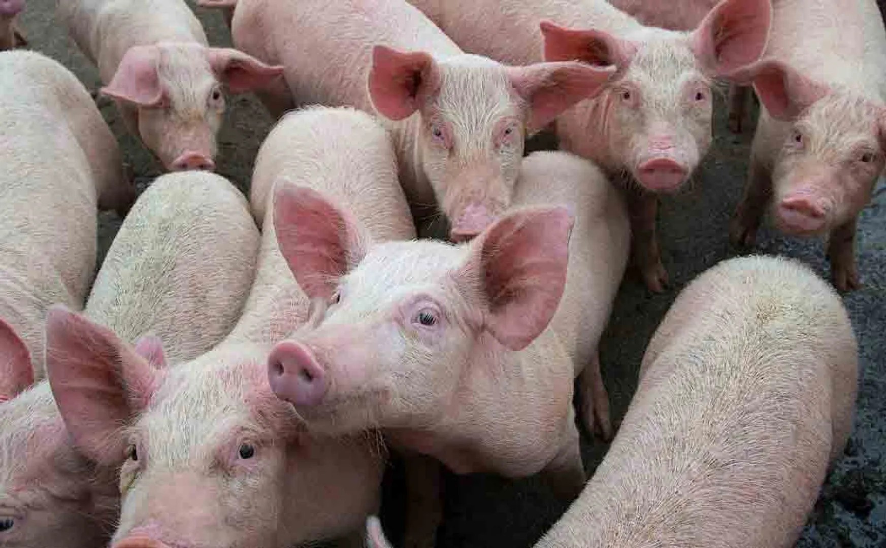 swine flu in assam