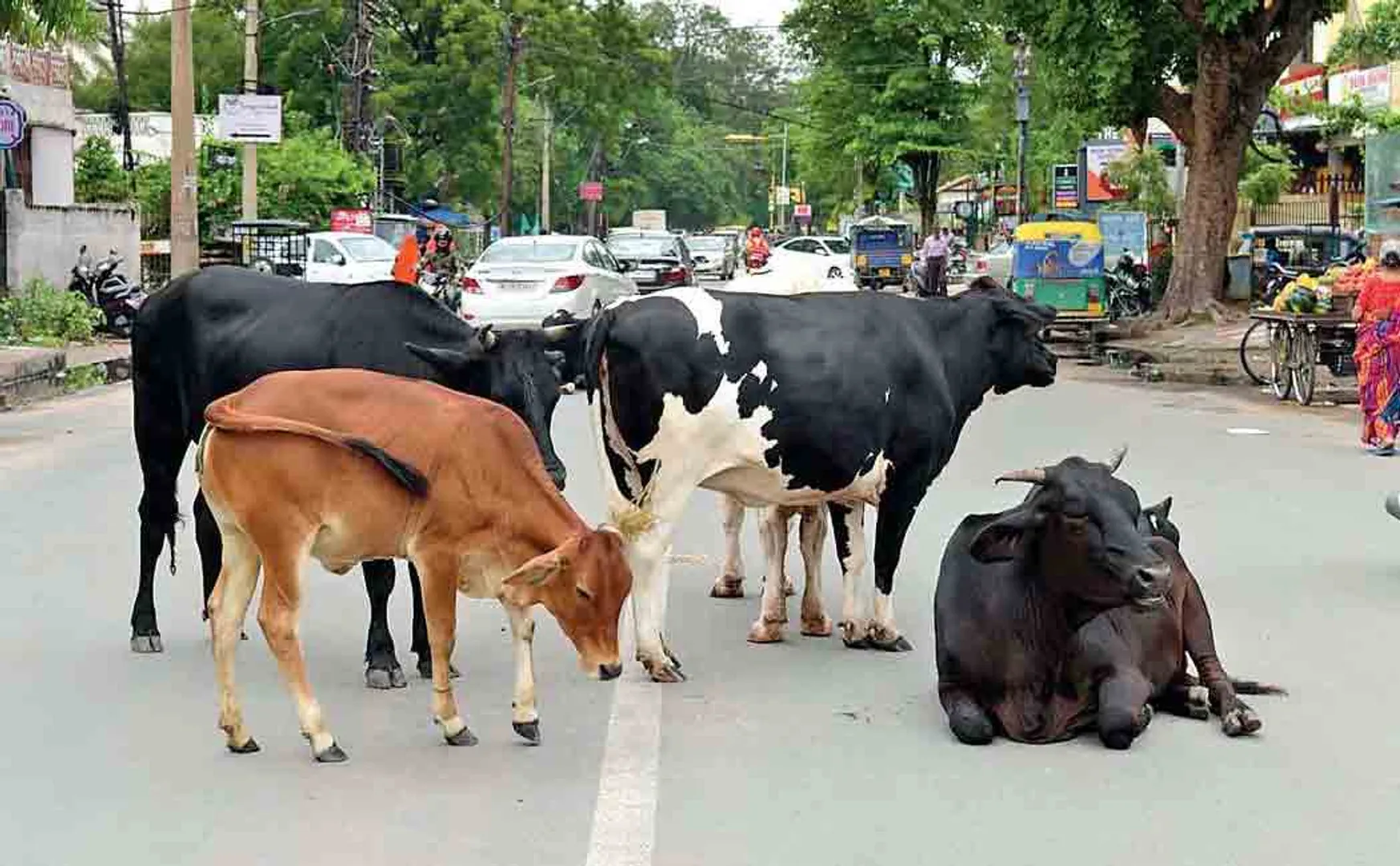 uttarpradesh amendment to protect cows